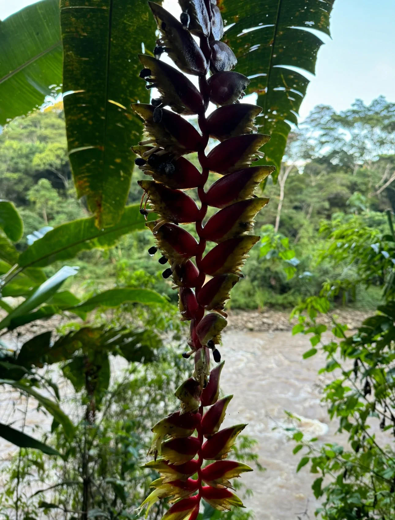 Plant Dieta Ayahuasca Retreat