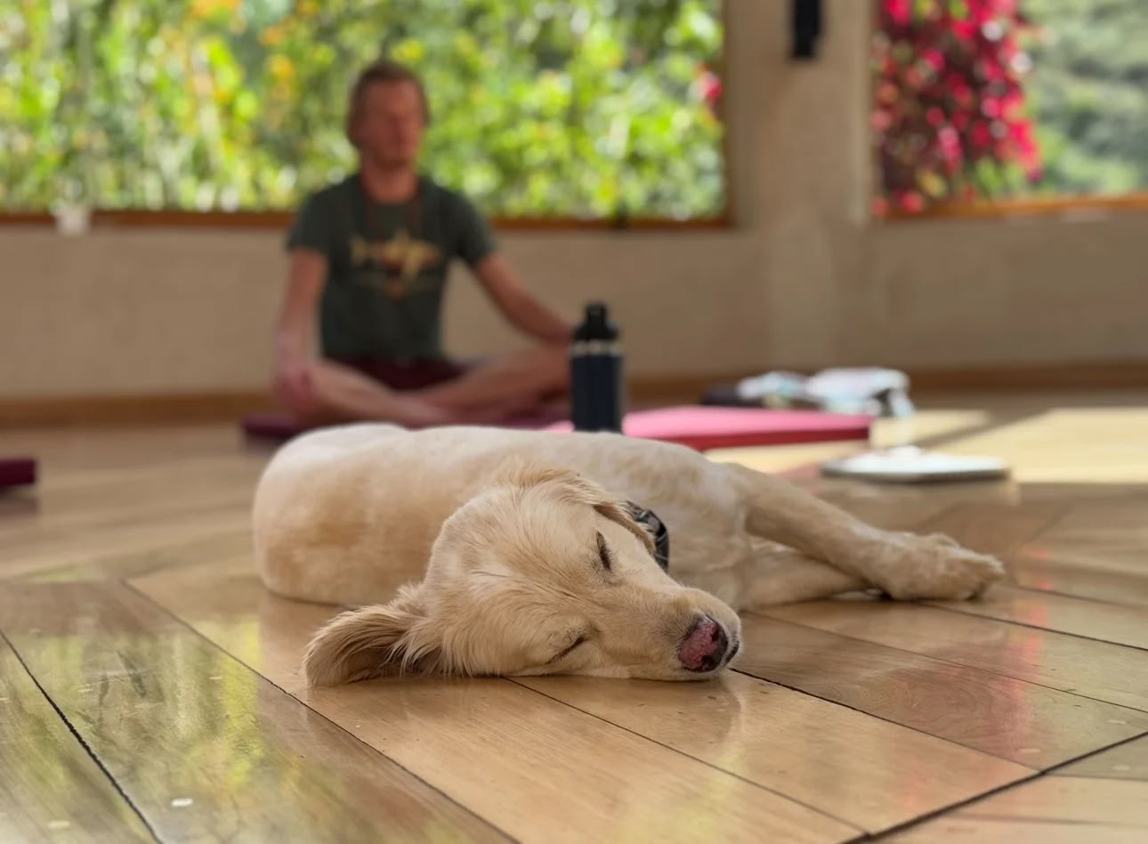 Scholarship Ayahuasca Retreat