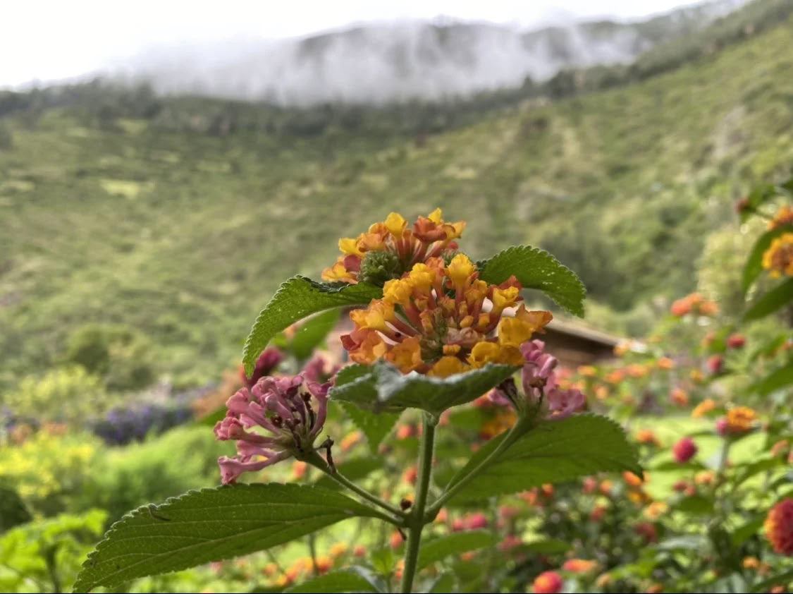 Scholarship Ayahuasca Retreat