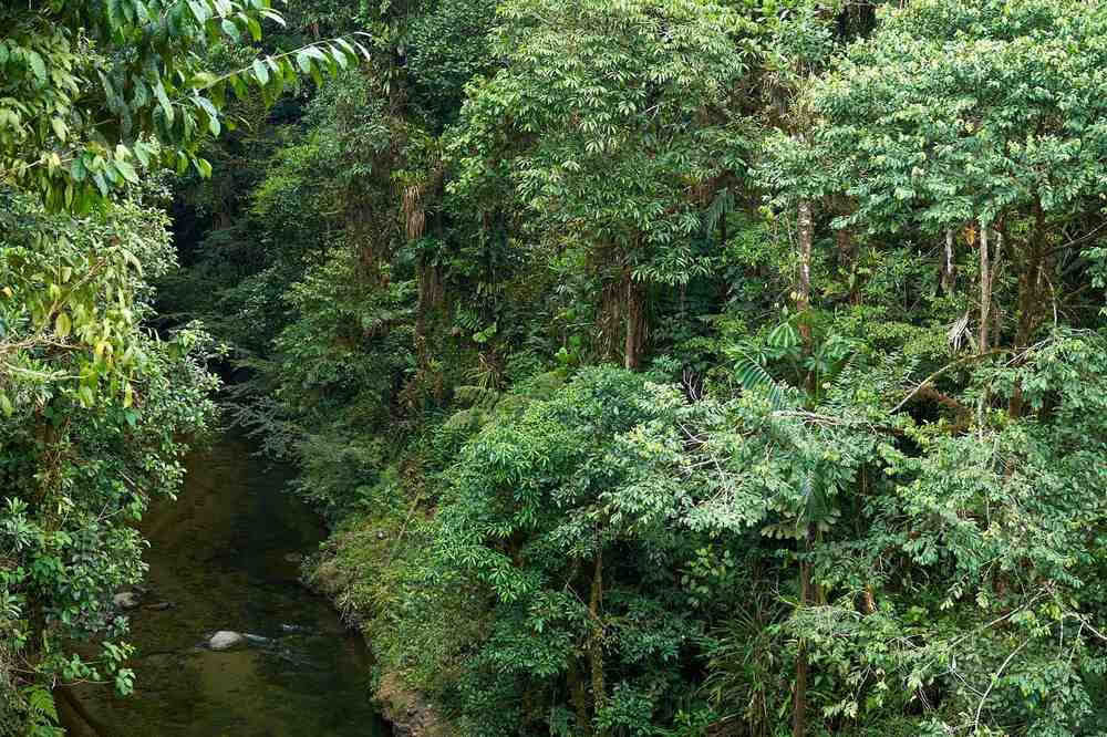 Ayahuasca Initiation Retreat: 7 and 14-Day – January 10-31, 2027