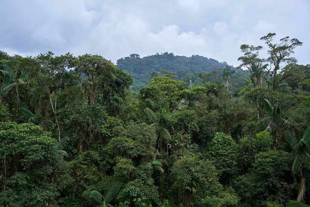 Ayahuasca Initiation Retreat: 7 and 14-Day – January 10-31, 2027