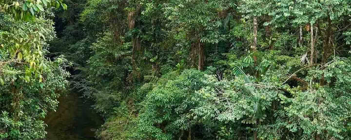 Ayahuasca Initiation Retreat: 7 and 14-Day – January 10-31, 2027