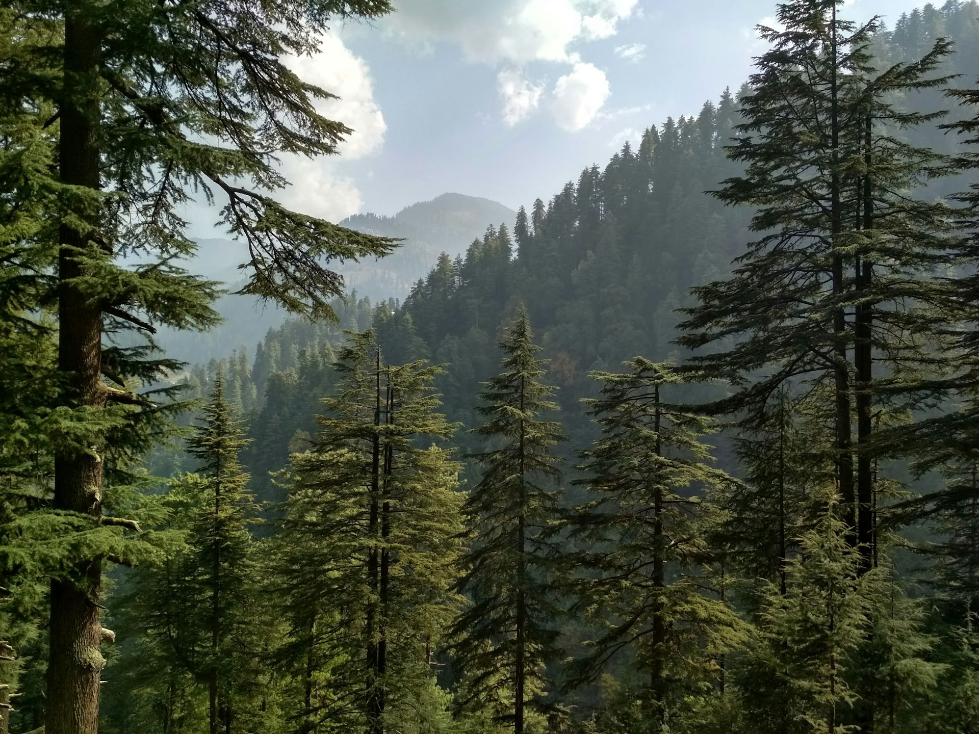Forest Trails to Hidden Hamlets: Sojha, Tirthan & Sonaugi Himalayan Retreat