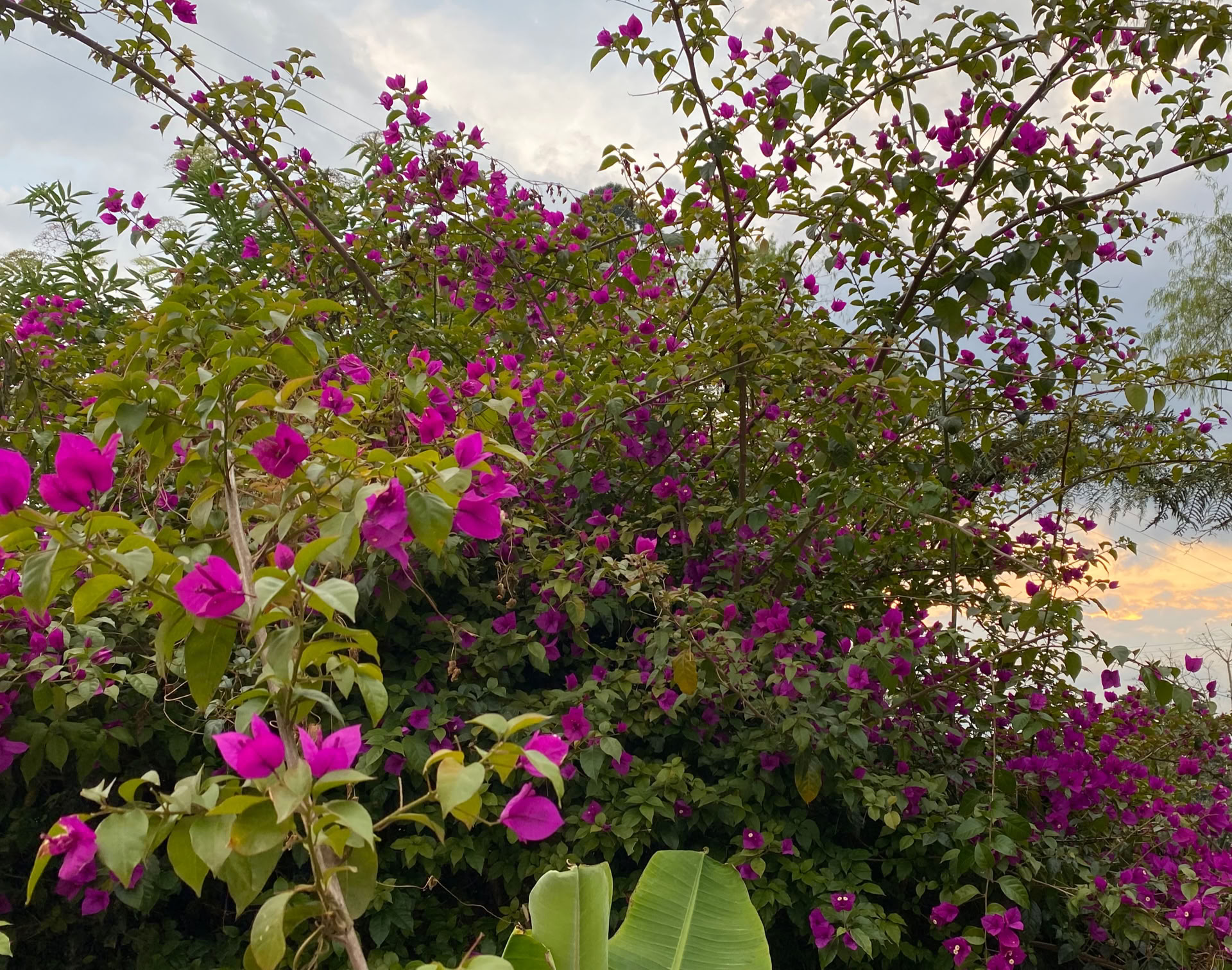 Sacred Ayahuasca Retreat in Santa Marta, Colombia