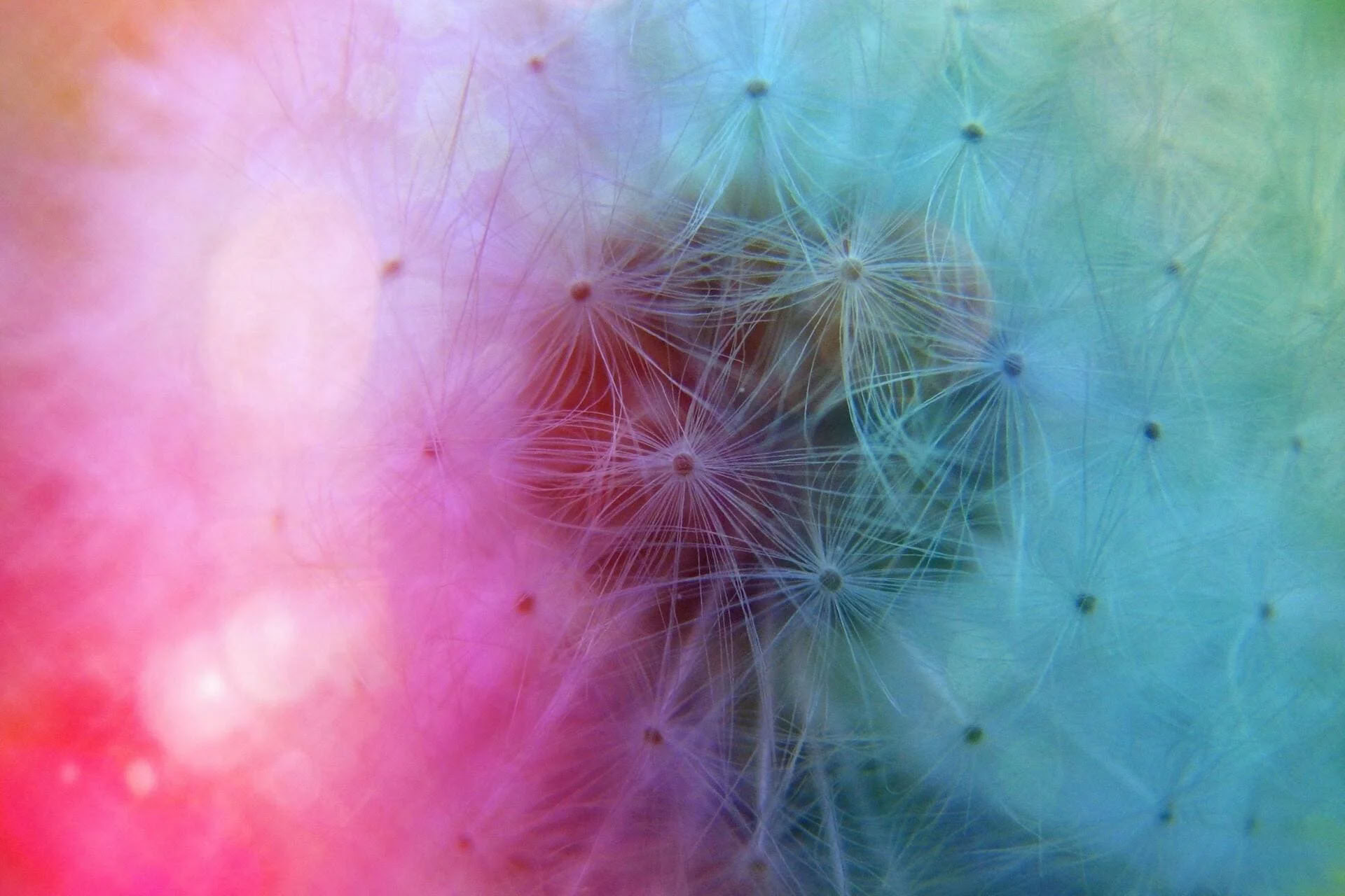 Wild Lion's Mane extract