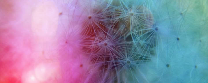 Wild Lion's Mane extract