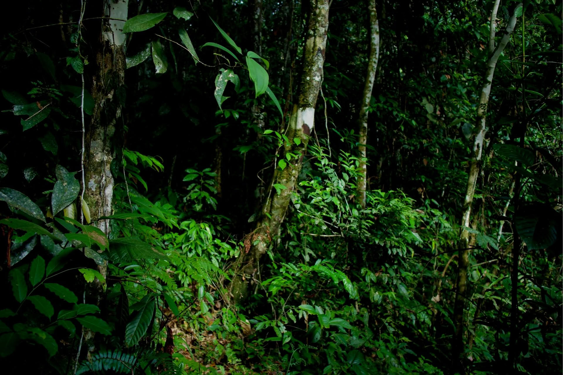 Private Jungle Experience