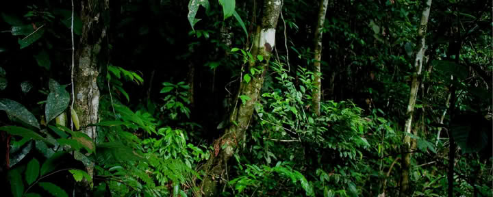 Private Jungle Experience