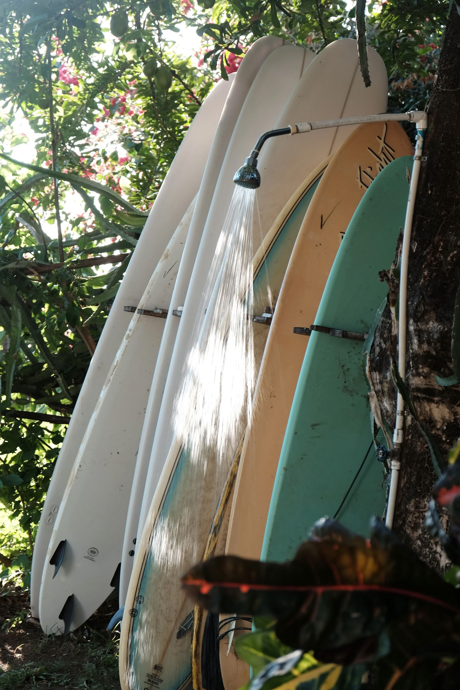 Wild Nicaragua Yoga Retreat