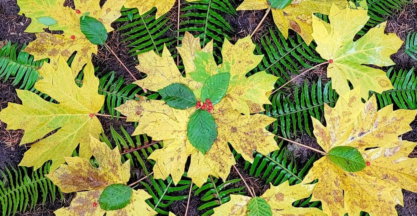 Art in the Wild