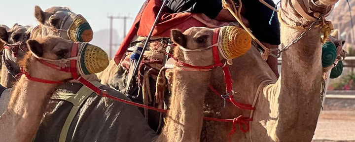 Desert Adventure in Wadi Rum Jordan