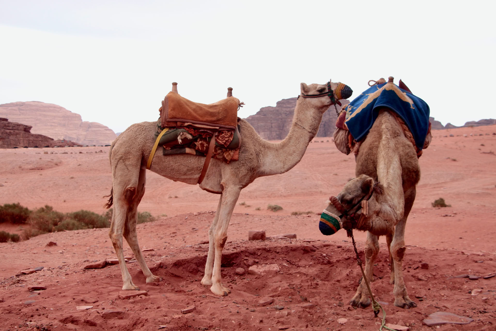 Camel Trekking in Wadi Rum