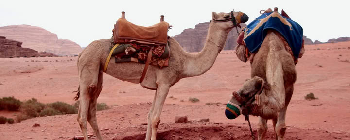 Camel Trekking in Wadi Rum