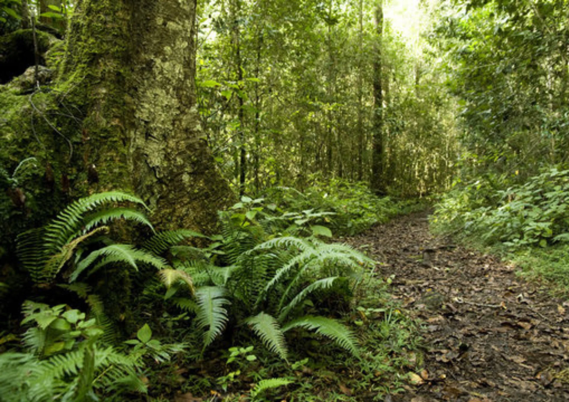 The Forest Frolic