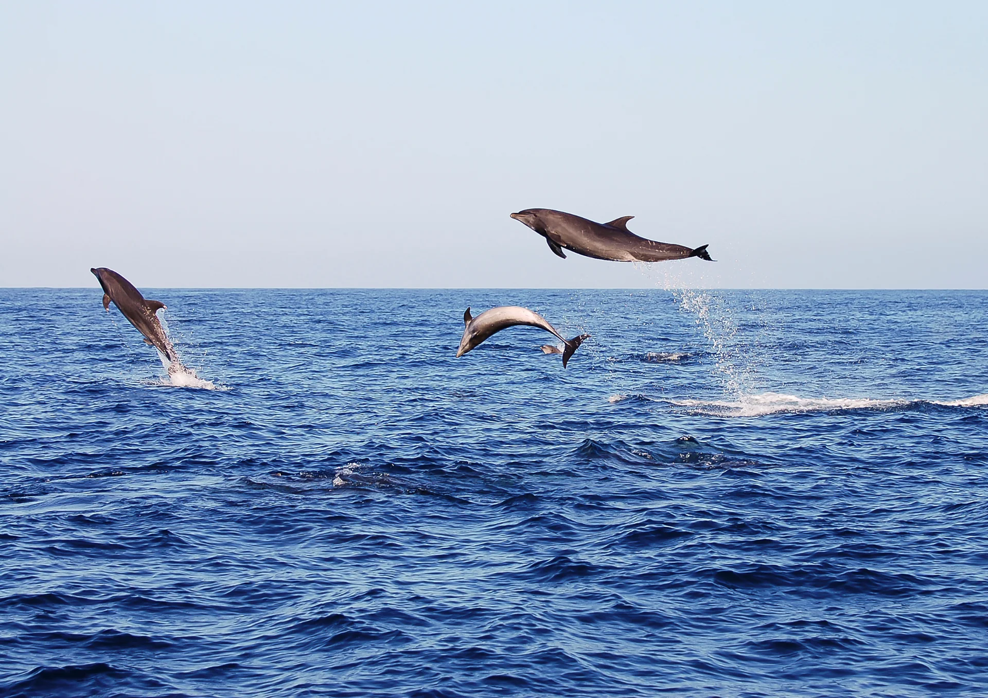 Cape Town SUP Safari