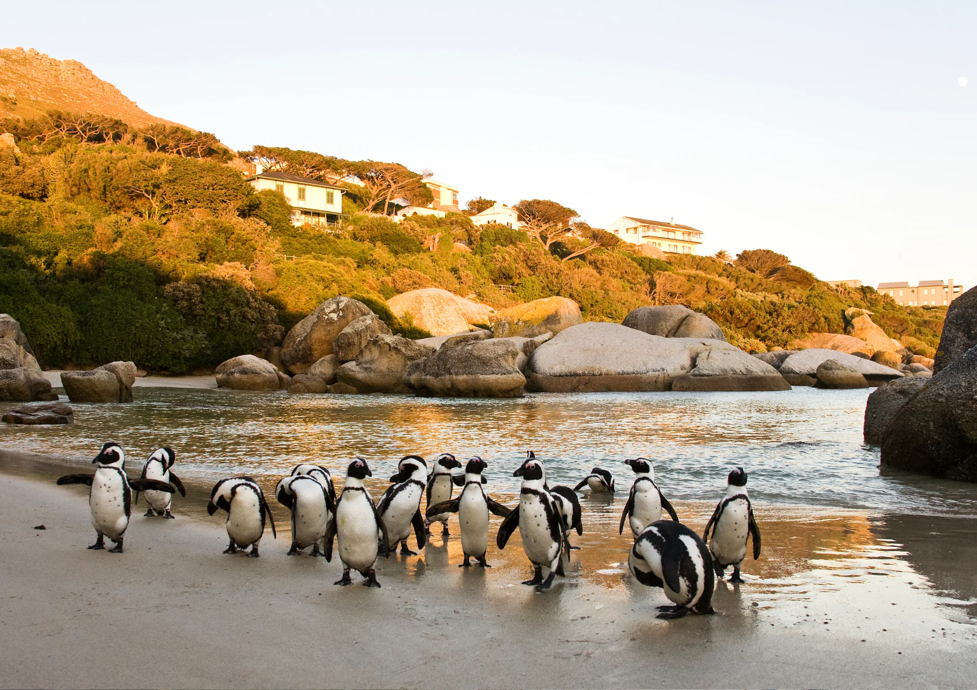Cape Town SUP Safari