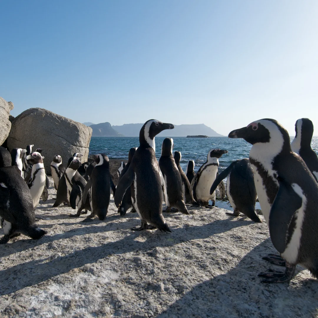 Cape Town SUP Safari