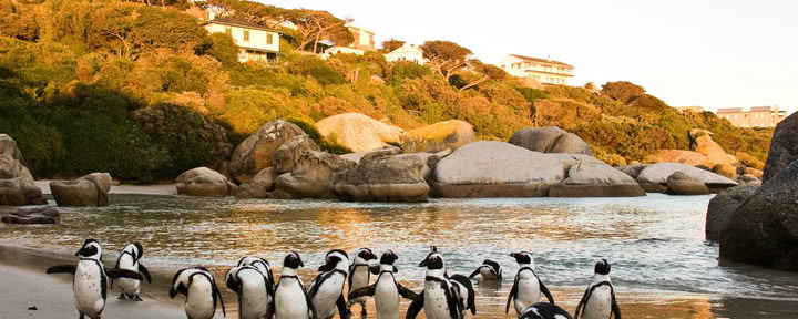 Cape Town SUP Safari