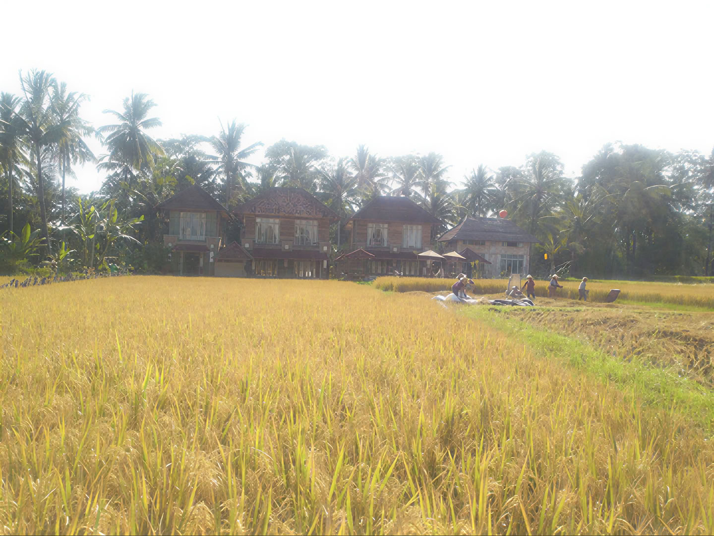 Unforgettable 7-Day Yoga Retreat in Firefly Retreat Bali