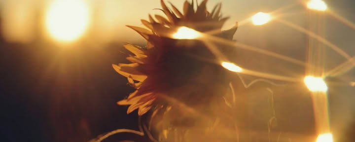 Sistertalk Retreats - SUMMER RADIANCE: FIRE Element Retreat — Wild Nature Retreats