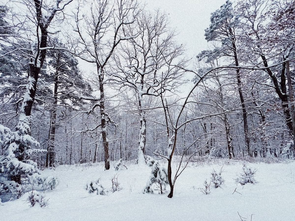 ForREST Retreat: Winter Hibernation Weekend — Wild Nature Retreats