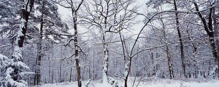 ForREST Retreat: Winter Hibernation Weekend — Wild Nature Retreats