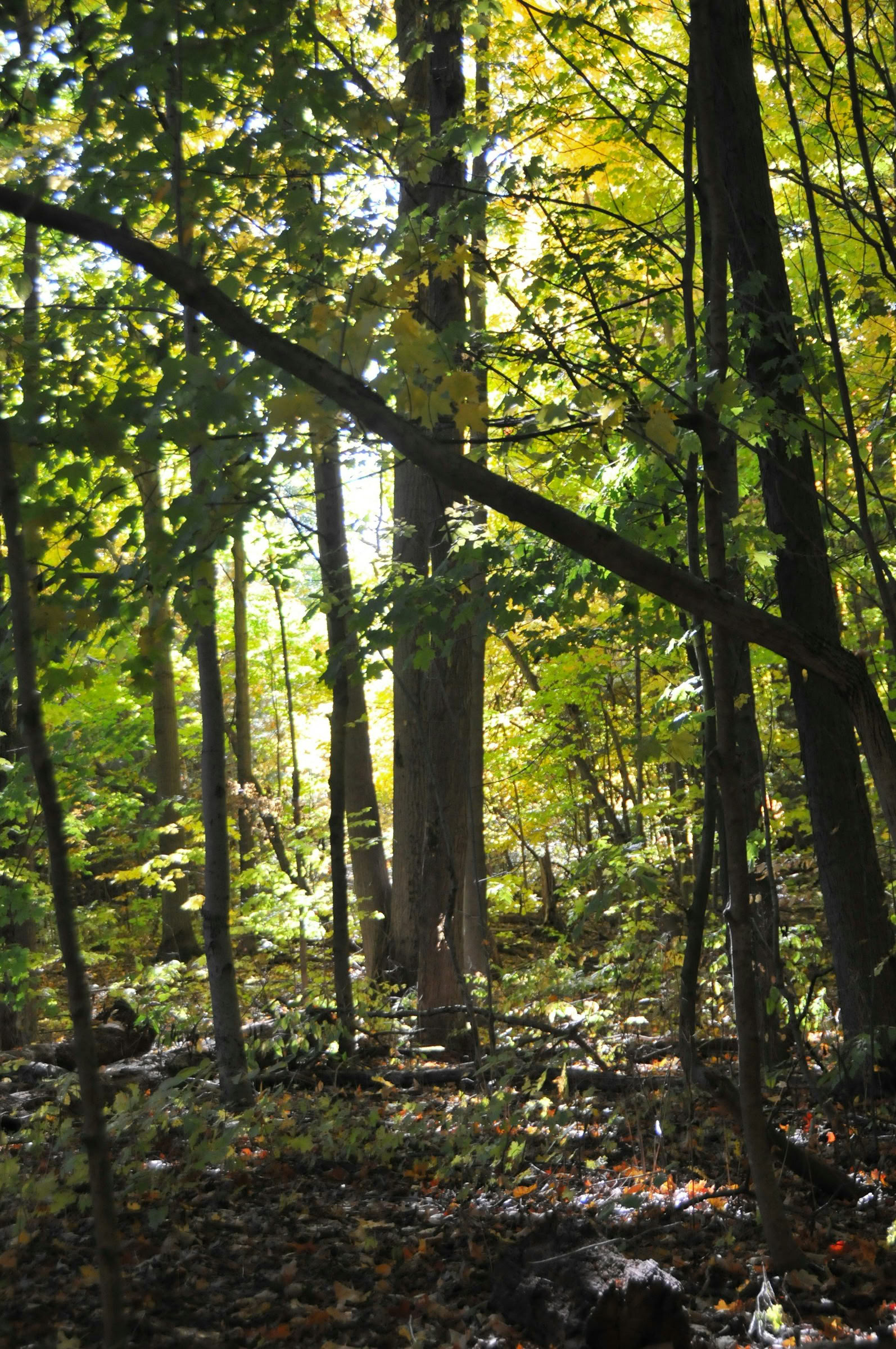 ForREST Retreat: Summer Awakening Weekend — Wild Nature Retreats