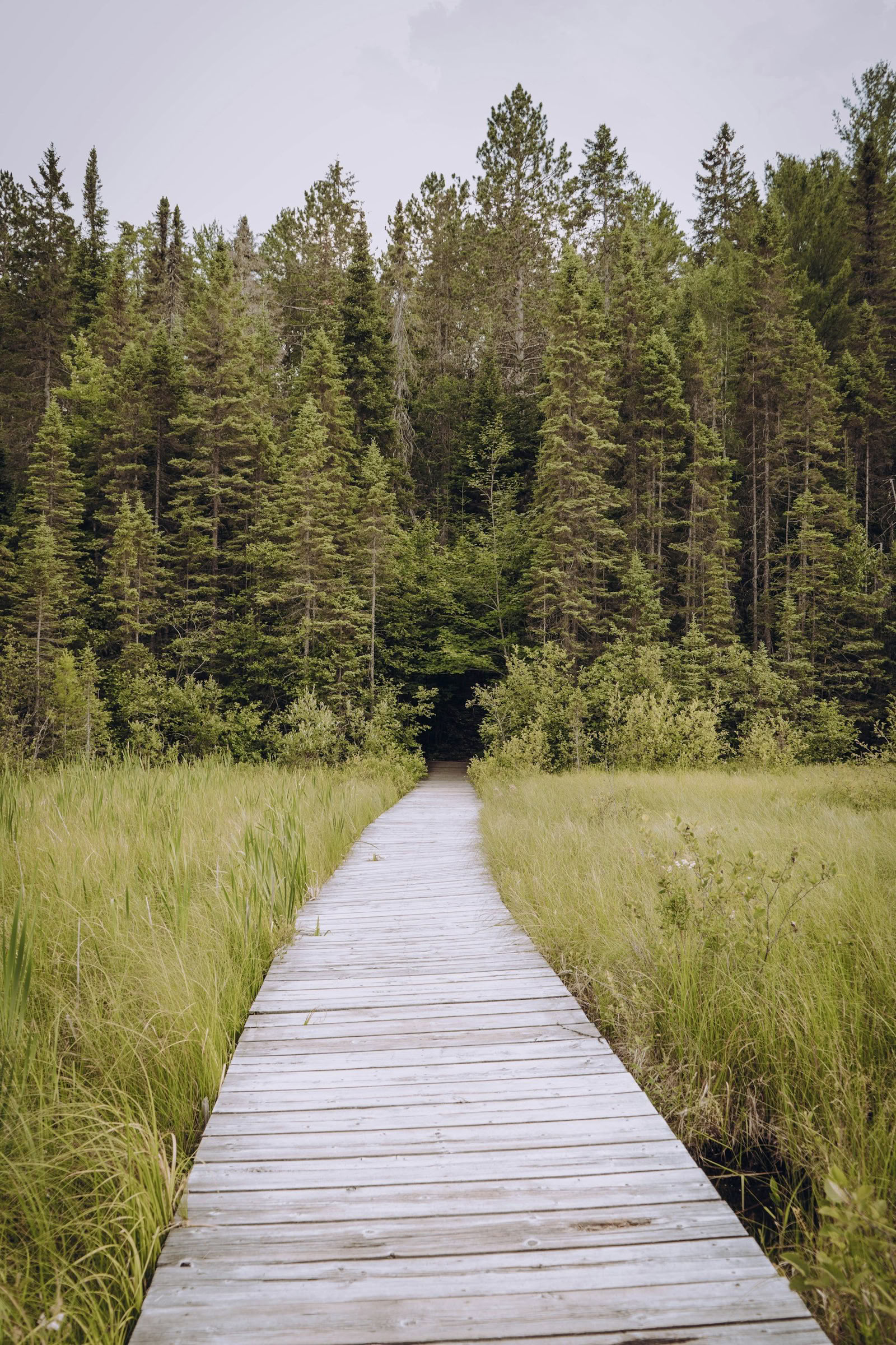 ForREST Retreat: Summer Slowdown — Wild Nature Retreats