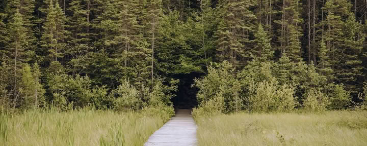 ForREST Retreat: Summer Slowdown — Wild Nature Retreats