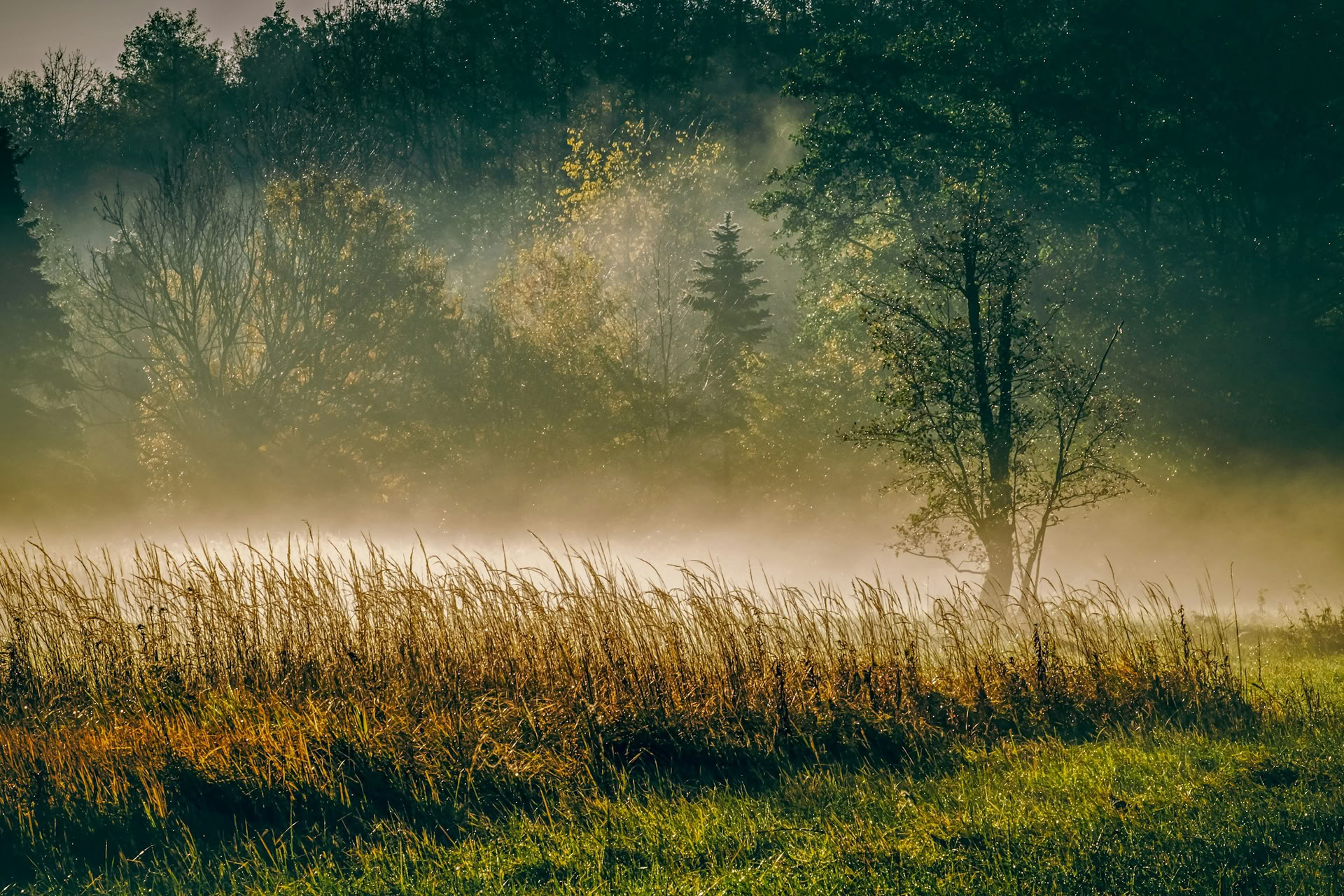 ForREST Retreat: Fall Grounding Weekend — Wild Nature Retreats