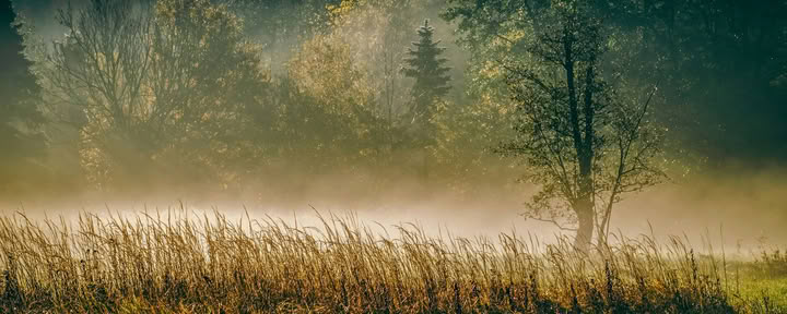 ForREST Retreat: Fall Grounding Weekend — Wild Nature Retreats