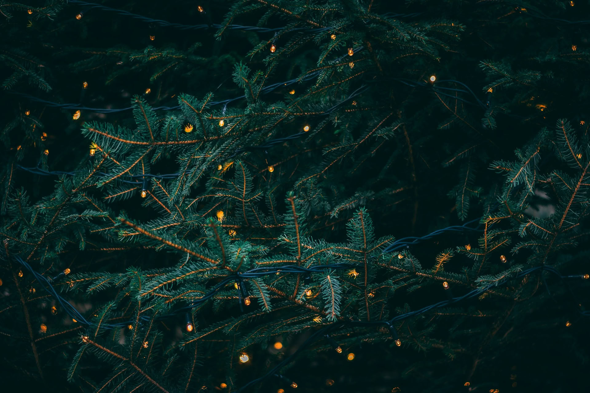 Winter Solstice Retreat - December 19th-20th Hosted By Wild Nature with Erin Moe — Wild Nature Retreats