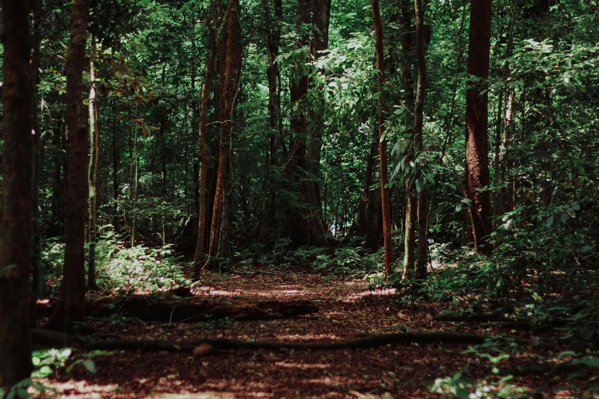 Creative Rest: A MidSummer Retreat