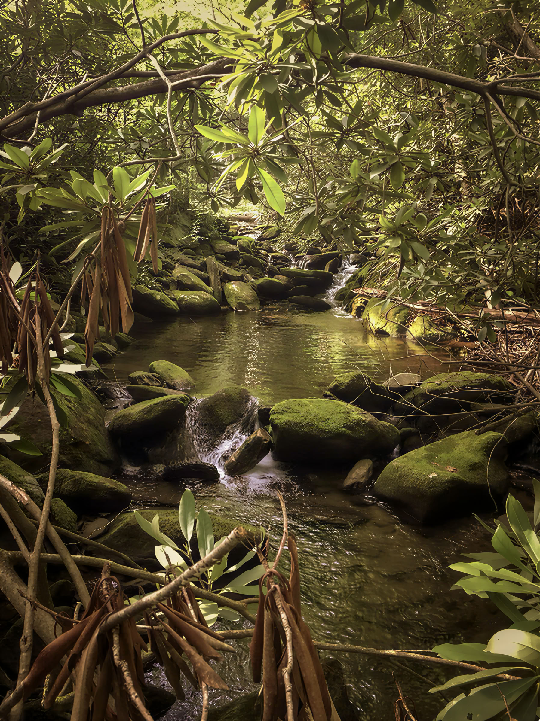 2026 WOMEN'S REWILDING RETREAT