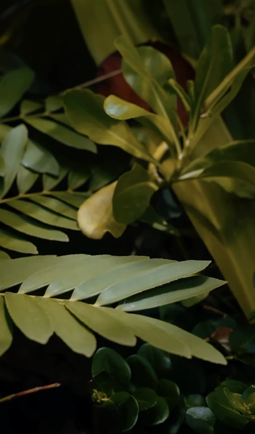 Root to Rise — the Jewel