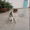 Iyengar Yoga with Susan Holmes