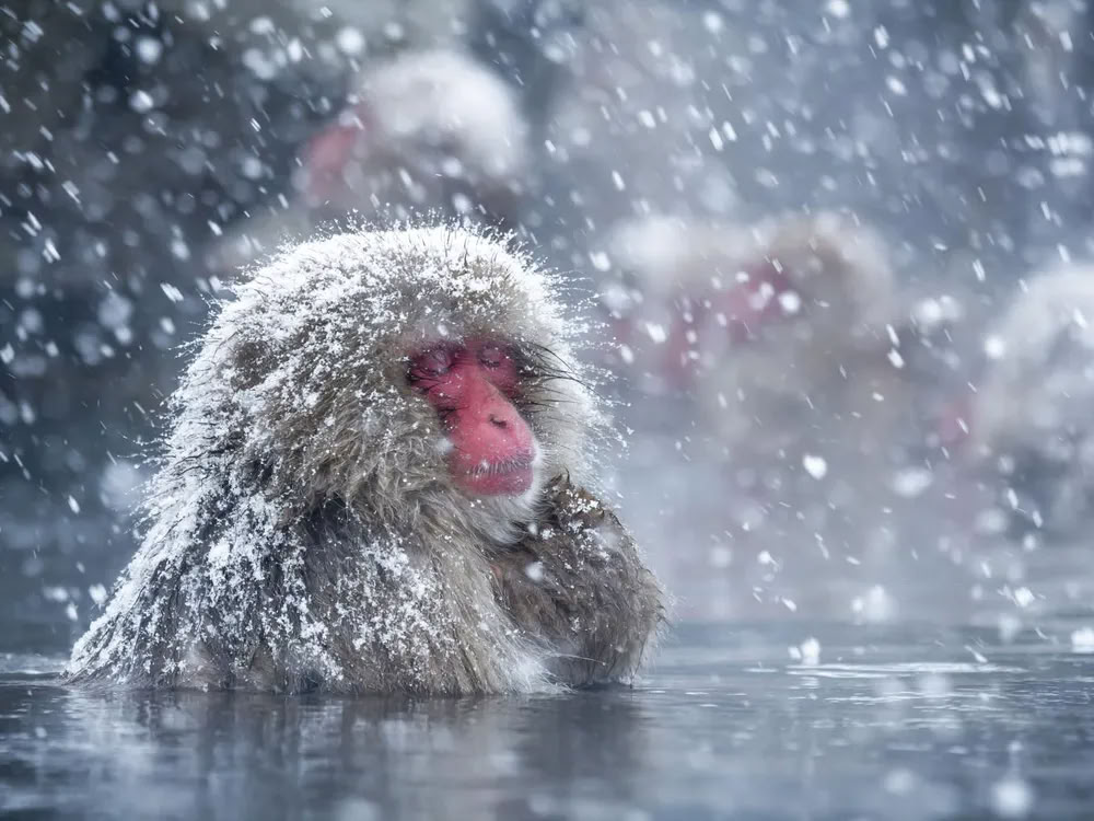 Snow Goddess Retreat