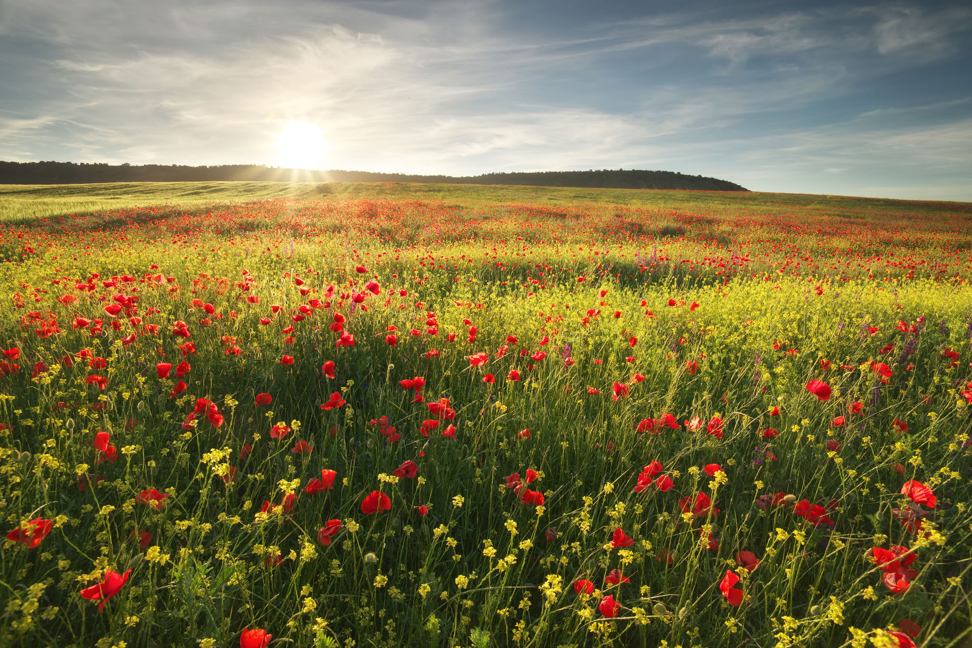 Healthy Heart Reset: A Path To Wellness