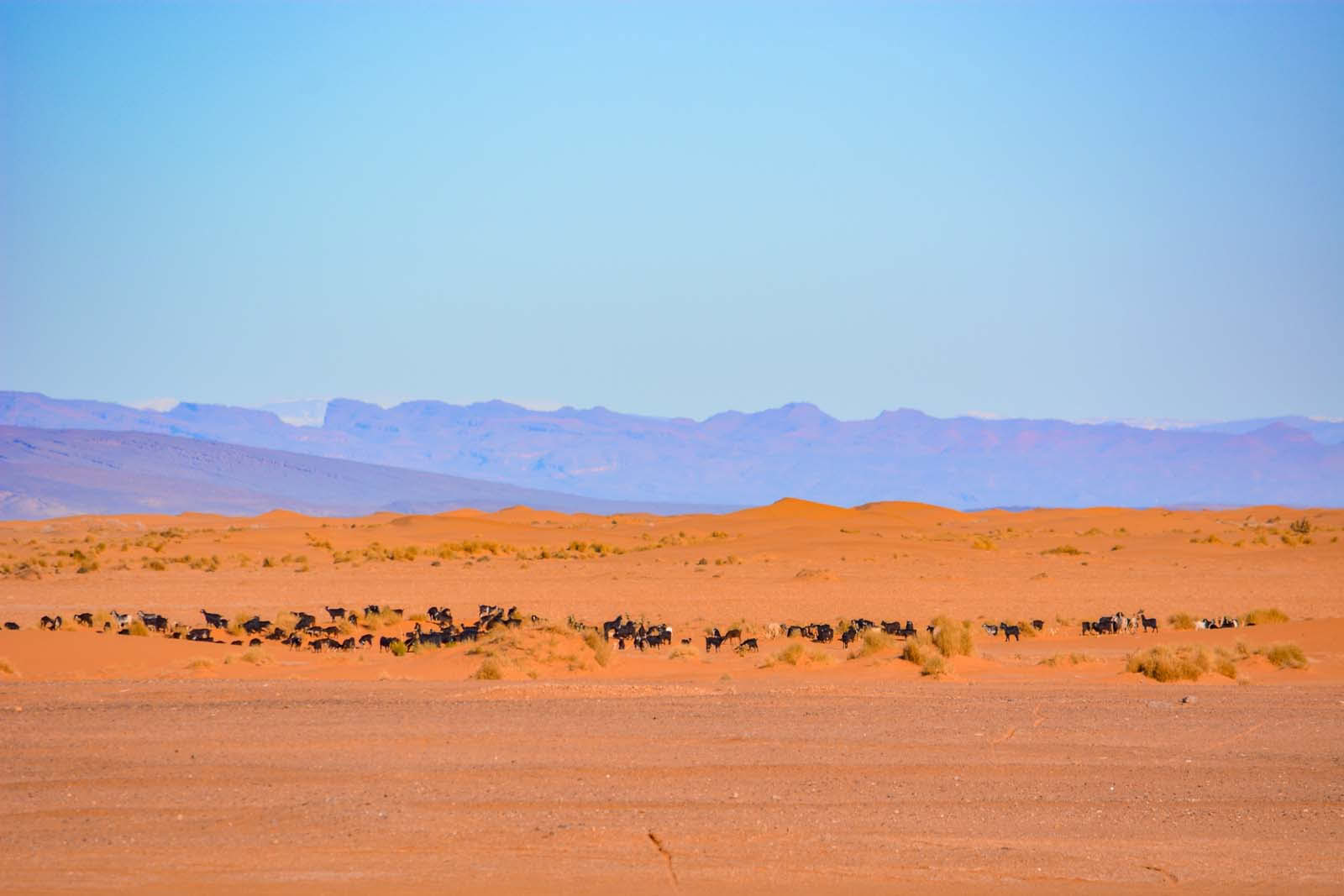 8 Days trip from Marrakesh to Desert via Merzouga