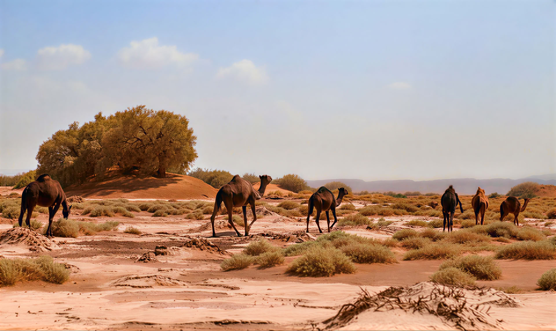 4 Days Tour from Casablanca to Marrakesh via Desert
