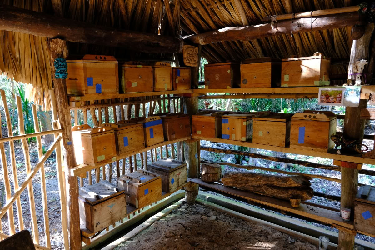 Coba & Mayan Healer Encounter