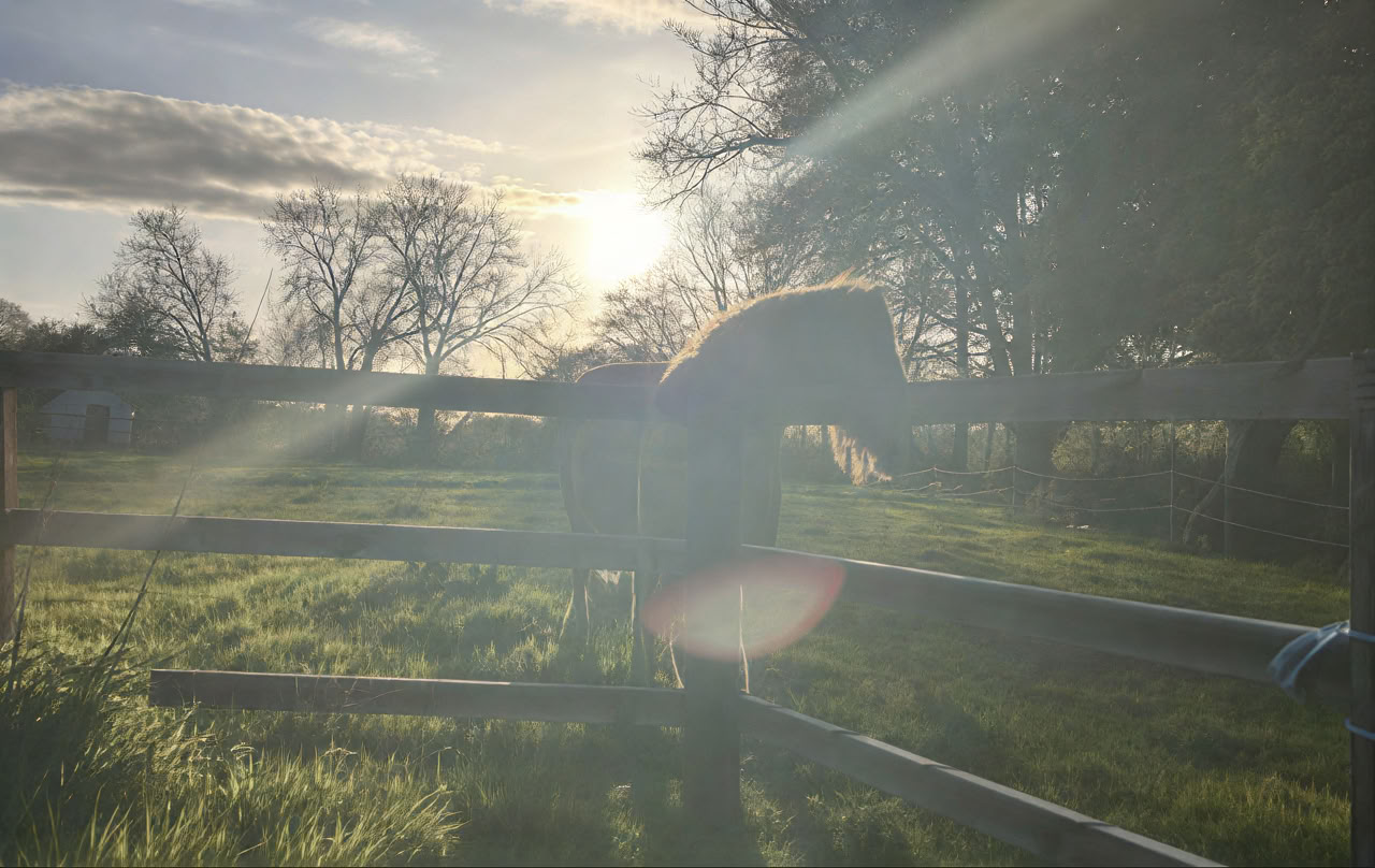Connect with Heart Retreat with the Horses