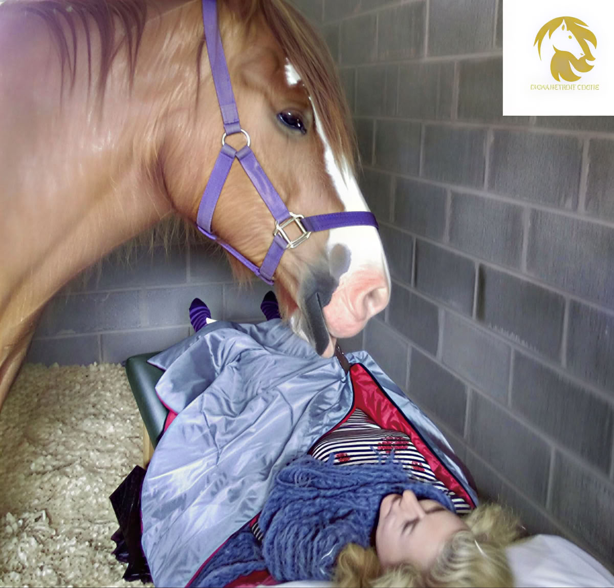 Equine 1-2-1 Therapy