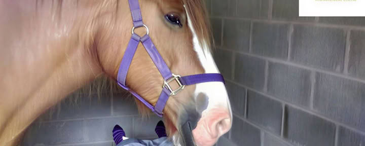 Equine 1-2-1 Therapy