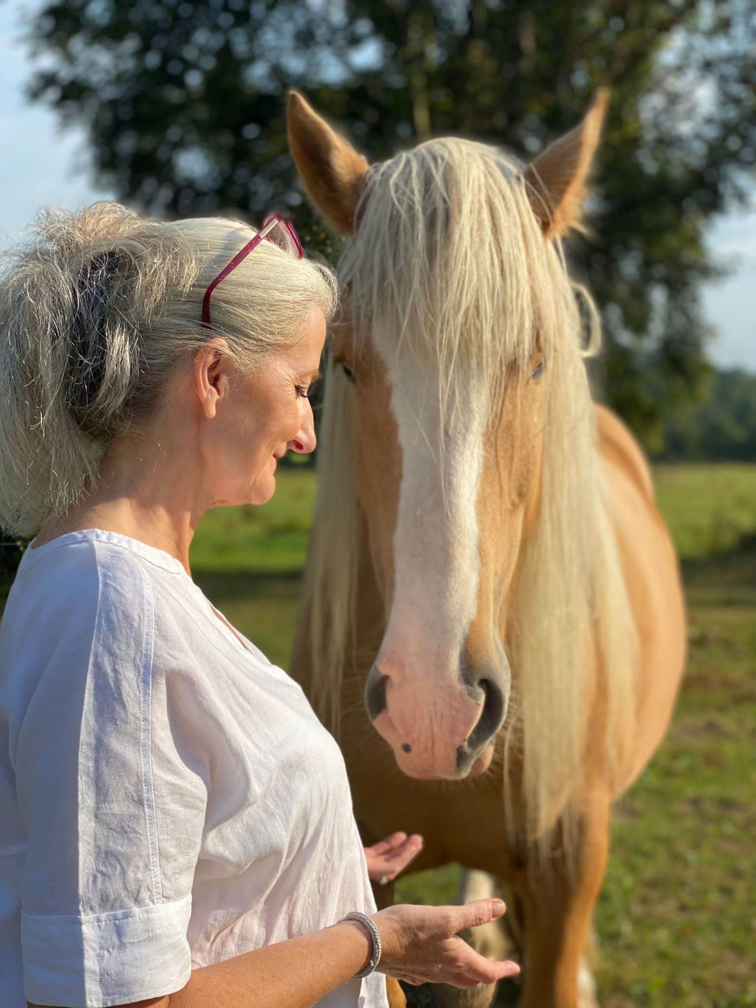 Stepping into the Partnership with the Horses
