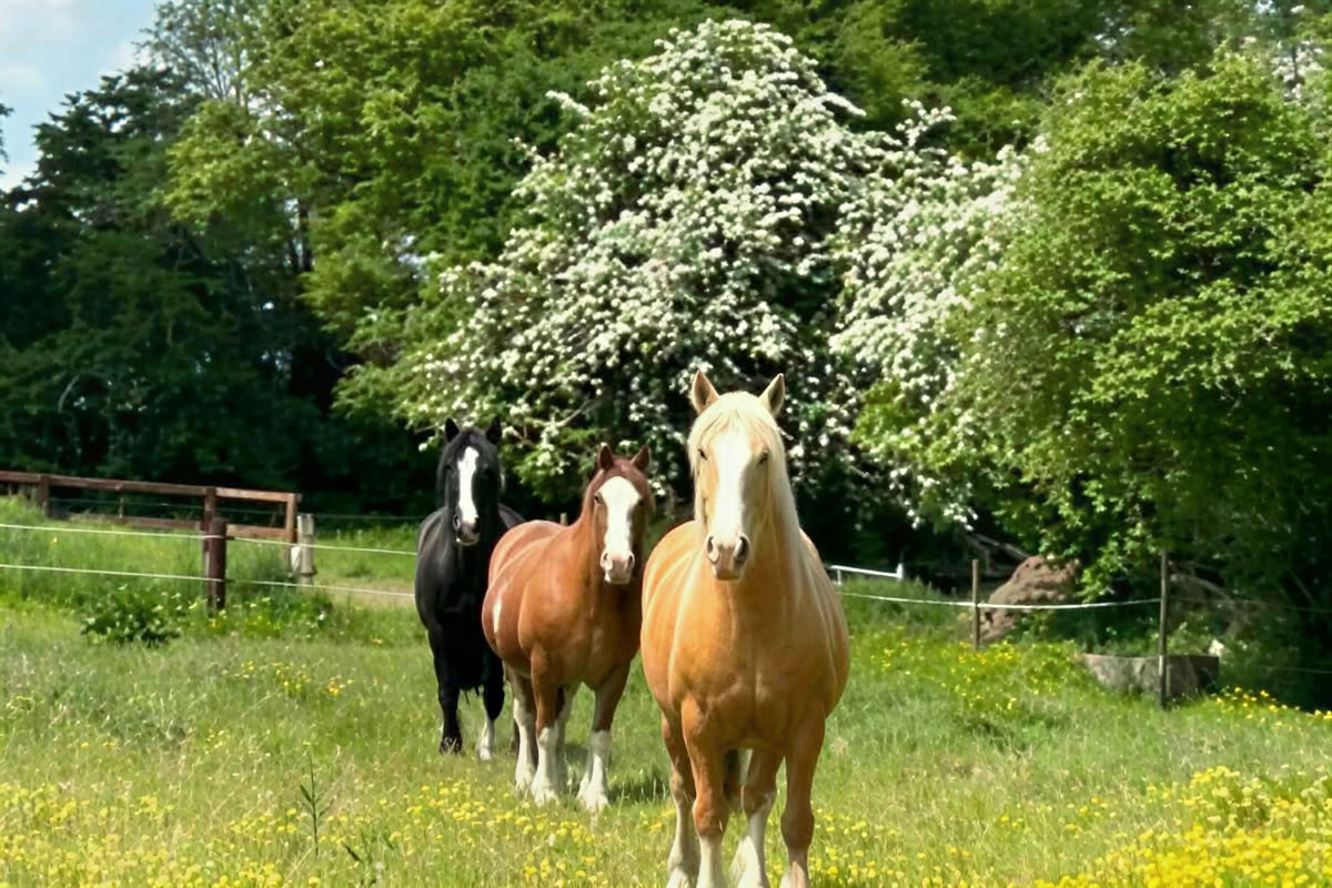 Stepping into the Partnership with the Horses