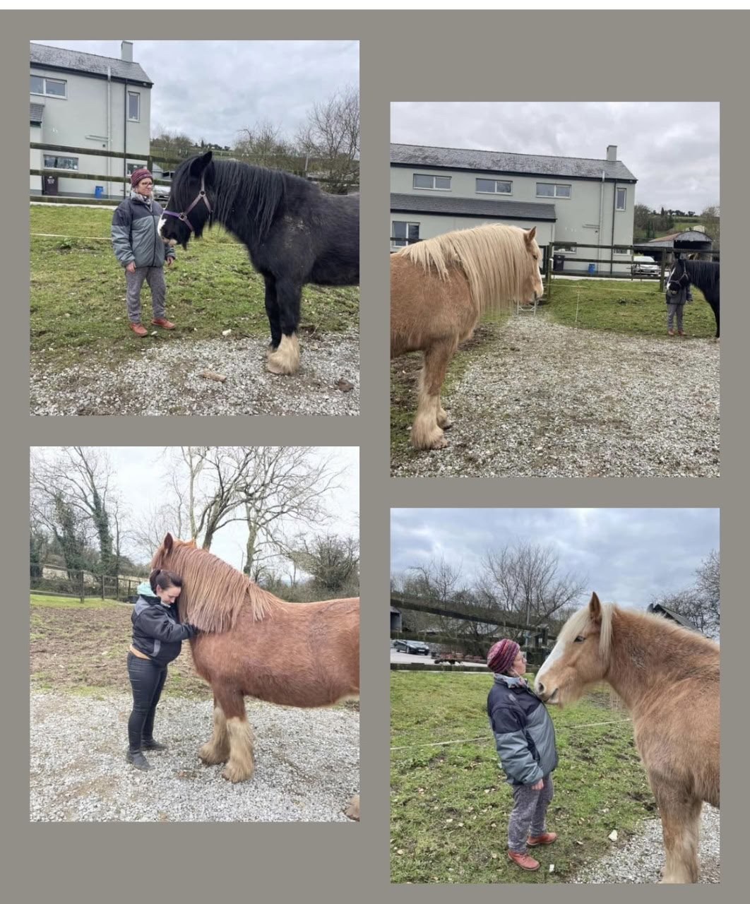 Animal Reiki Teaching