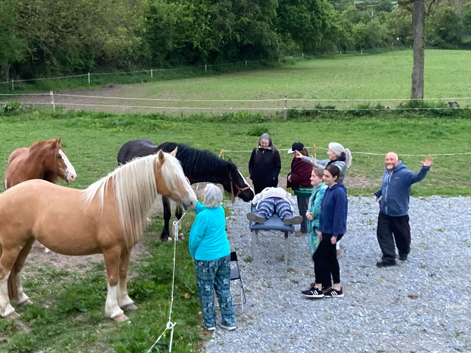 Animal Reiki Teaching