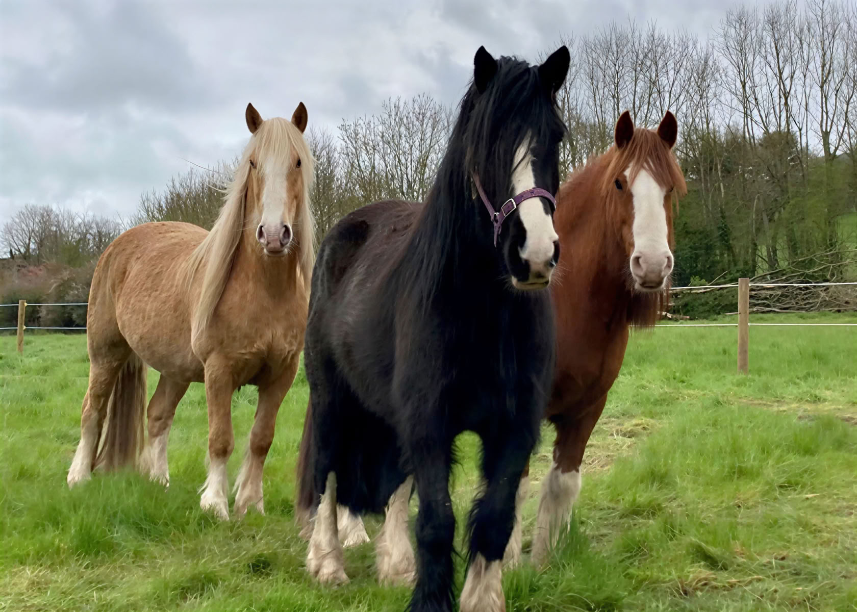 Animal Reiki Teaching