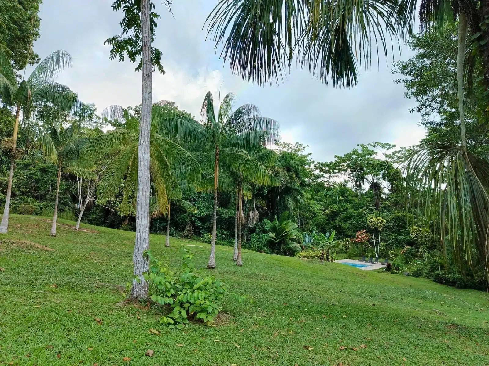 5 days ayahuasca and san pedro retreat